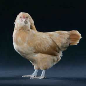 Ameracauna Chicken