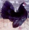 Black Rosecomb Hen